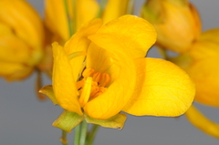 Senna pachyrrhiza