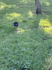 Porphyrio melanotus melanotus