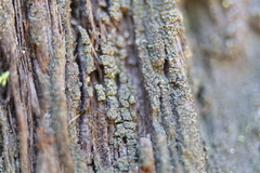 Micarea denigrata