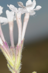 Glandularia platensis