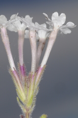 Glandularia platensis