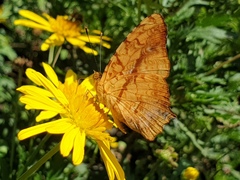 Symbrenthia hippoclus