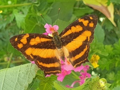 Symbrenthia hippoclus