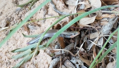 Plestiodon tetragrammus