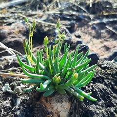 Phemeranthus napiformis