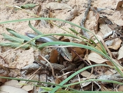 Plestiodon tetragrammus