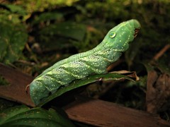 Xylophanes chiron
