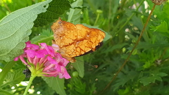 Symbrenthia hippoclus