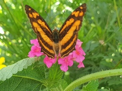 Symbrenthia hippoclus