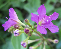 Commicarpus pentandrus