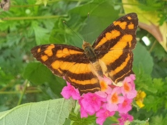 Symbrenthia hippoclus