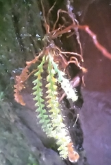 Micropolypodium okuboi