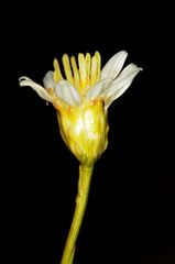 Gutierrezia gilliesii