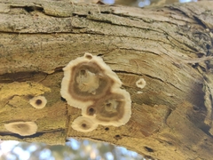 Peniophora junipericola