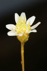 Gutierrezia gilliesii