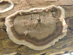 Peniophora junipericola