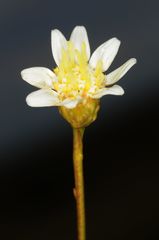 Gutierrezia gilliesii