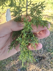 Peniophora junipericola