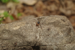 Protolophus singularis