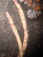 Eragrostis dielsii