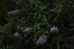Echium virescens