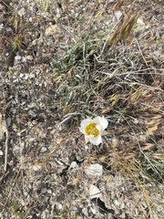 Calochortus nuttallii