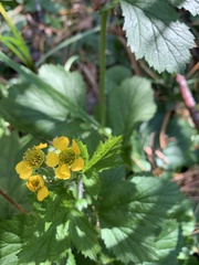 Geum macrophyllum perincisum