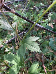 Geum macrophyllum perincisum
