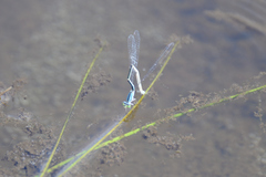 Aciagrion migratum