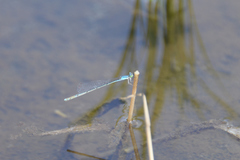 Aciagrion migratum