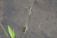 Aciagrion migratum
