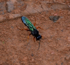 Image of Sphex caeruleanus