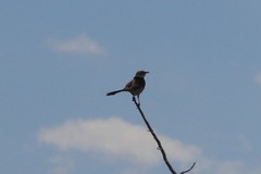 Mimus polyglottos leucopterus