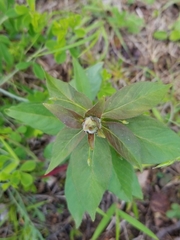 Dasineura lysimachiae