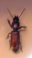 Clivina