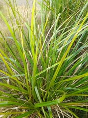 Cyperus ustulatus