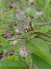 Dasineura lysimachiae