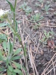 Crucihimalaya bursifolia