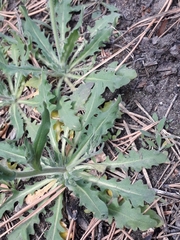 Crucihimalaya bursifolia