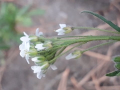 Crucihimalaya bursifolia