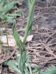Crucihimalaya bursifolia