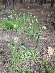 Crucihimalaya bursifolia