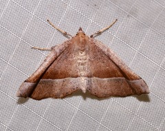 Stenaspilatodes antidiscaria