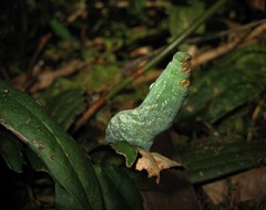 Xylophanes chiron