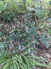 Berberis laurina
