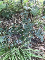 Berberis laurina