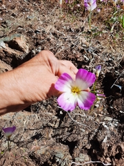 Clarkia gracilis albicaulis