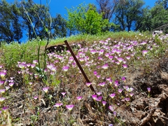 Clarkia gracilis albicaulis