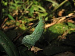 Xylophanes chiron