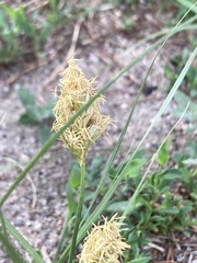 Carex duriuscula